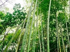 -峨眉山报国寺