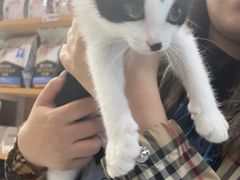 -艾贝尔宠物医院·24H转诊中心·肿瘤猫专科(江宁双龙店)