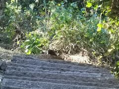 -苍山感通索道