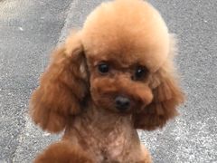 -沐沐家宠物(成寿寺店)