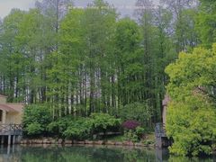 -上海共青森林公园