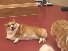 -和它·交个朋友·狗咖猫咖(爱琴海店)