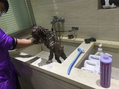 -暖阳宠物医院·犬猫康复中心·骨科