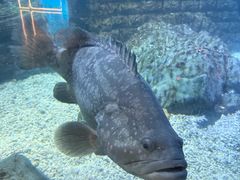 -烟台海昌鲸鲨海洋公园