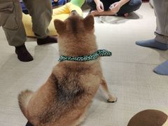 -逗柴咖啡屋·狗咖猫咖宠物桌游