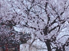 -颐和园