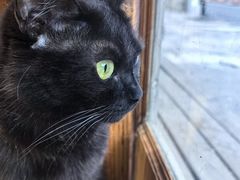 -是阿柴呀！柴犬咖啡·爱喵喵猫咖