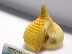 -贝壳梦幻世界
