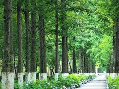 -合肥滨湖国家森林公园