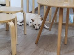 -柴迷FANS CLUB·柴犬狗咖·猫咖