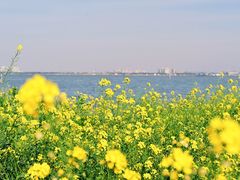 -莲花岛景区