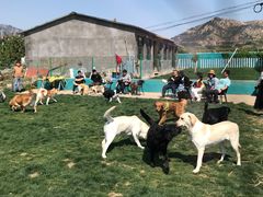 -趣玩宠物乐园寄养训犬训狗游泳池