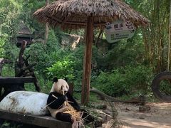 -广州长隆野生动物世界