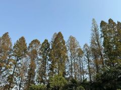-梅园