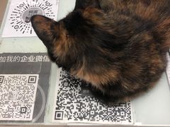 -宠福鑫康馨动物医院·骨科·眼科