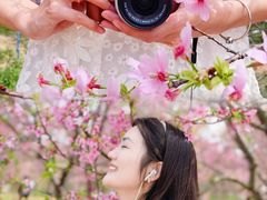 -天适樱花悠乐园