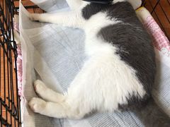 -东莞宠友24H宠物中心医院·转诊夜诊·异宠(新河北路院)