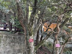 -普陀山慧济禅寺