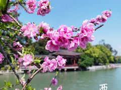 -西湖公园(鼓楼区)