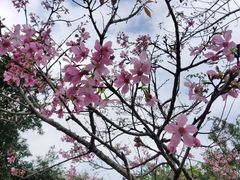 -聚龙山公园