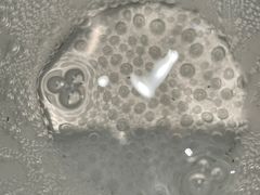 -赛百味SUBWAY(地王广场店)