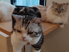 -有喵·猫咖·狗咖·40+猫狗有小奶狗(岗厦店)