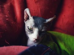 -猫在这儿猫咪咖啡馆·撸猫馆