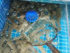 -宾朋海鲜特色美食餐厅·纯手工鲅鱼水饺(兴海路店)