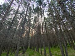 -塞罕坝国家级自然保护区