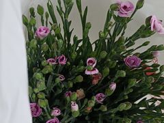 -安妮花英语·少儿·原版阅读(沙坪坝店)