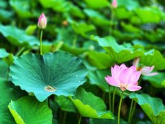 -莲花池公园