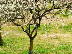 -蜀冈西峰生态公园