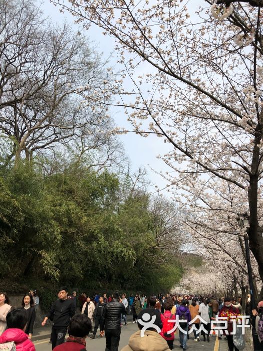 雞鳴寺櫻花大道景點圖片 - 第8張