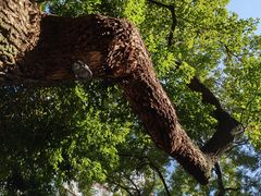 -樹下遇见树·咖啡