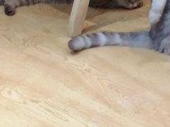 -万小咖.猫咖(中山路天虹店)