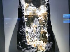 -重庆自然博物馆(新馆)