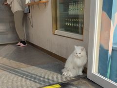 -飞行喵MR PILOT|猫舍·猫咖(静安大融城店)