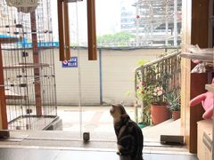 -十年猫舍·猫咪专门店(普陀店)