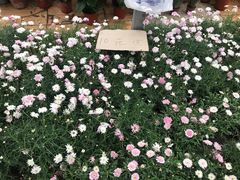 -三圣花乡旅游区