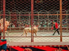 -俄罗斯国家大马戏团