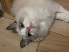 -lincat·猫舍(广州店)