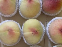 -老袁家蜜桃农场·阳山水蜜桃