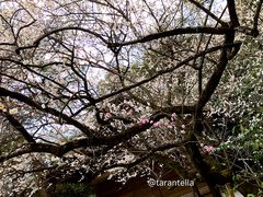 -热田神宫