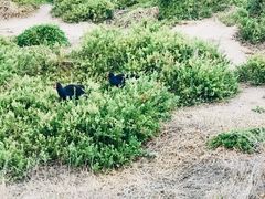 -企鹅岛