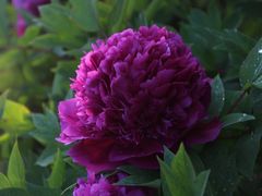 -曹州百花园