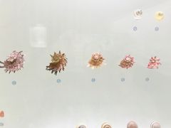 -青岛贝壳博物馆
