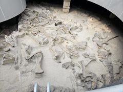 -自贡恐龙博物馆