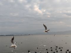 -西昌邛海湾柏樾酒店(原邛海湾柏栎度假酒店)