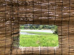 -华侨城湿地公园