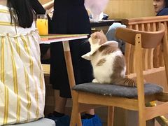 -滚猫咖啡·猫咖·猫友好撸猫(未来城店)